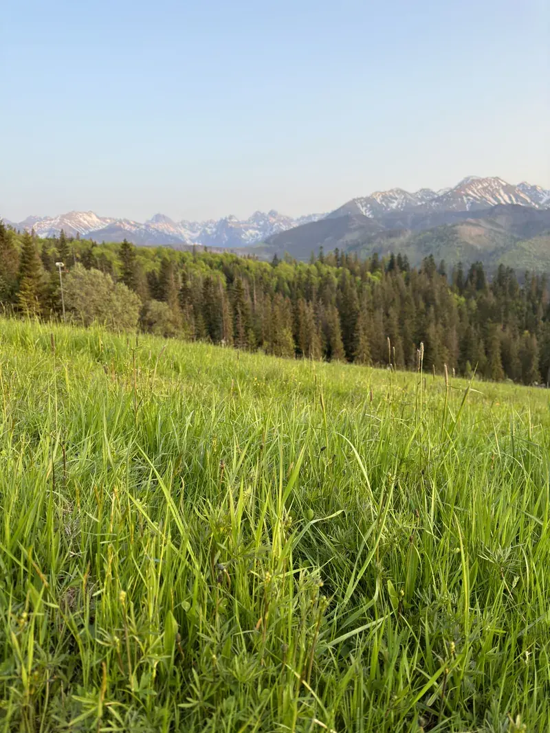 Soczysta wiosenna trawa na łące, w tle Tatry